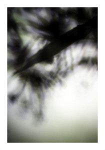 Pflanze / 4220, 2008